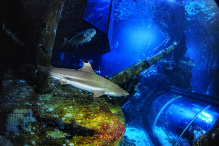 When you're watching the sharks at an aquarium, they may have their eyes on you.